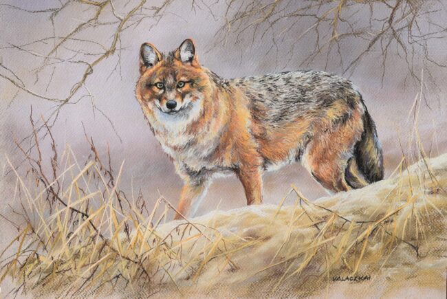 Aranysakál · Valaczkai Erzsébet · ©OMVK