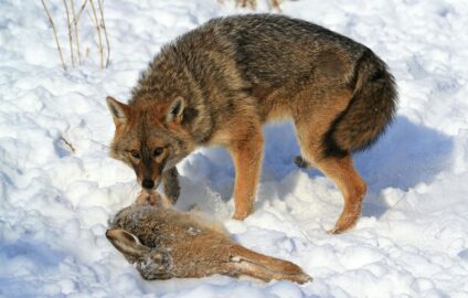 Aranysakál mezei nyúl zsákmánnyal · Dr. Kalotás Zsolt · ©OMVK