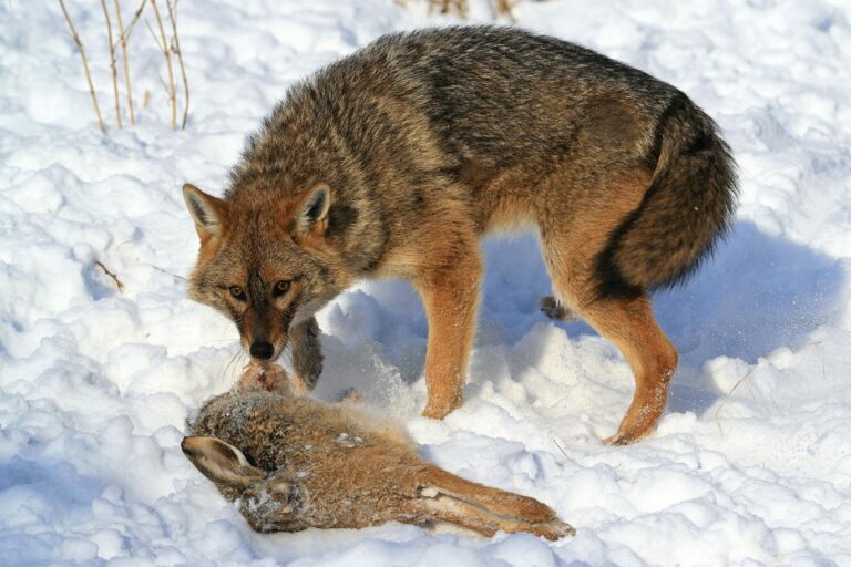 Aranysakál mezei nyúl zsákmánnyal · Dr. Kalotás Zsolt · ©OMVK