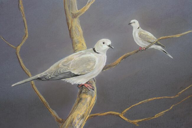 Balkáni gerle · Valaczkai Erzsébet · ©OMVK