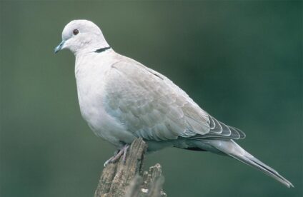 Balkáni gerle · SAFA Képügynökség · ©OMVK