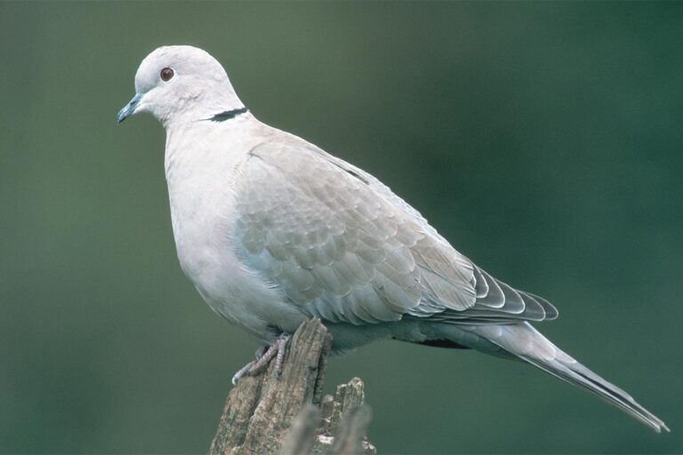 Balkáni gerle · SAFA Képügynökség · ©OMVK