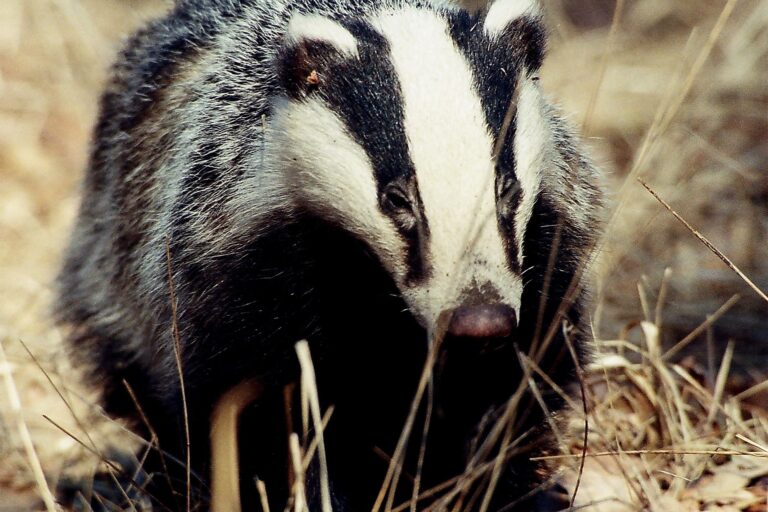 Borz · Blaumann Ödön · ©OMVK