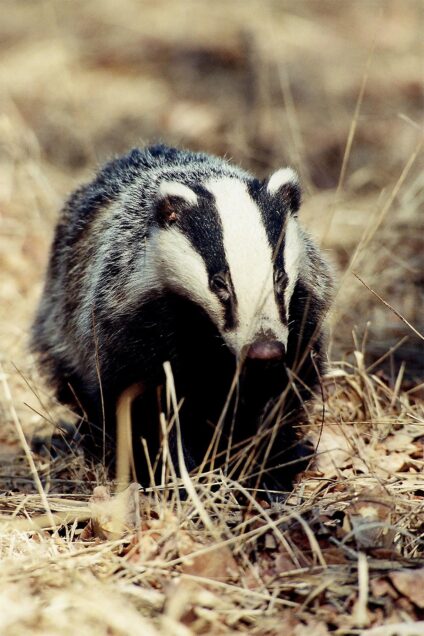 Borz · Blaumann Ödön · ©OMVK