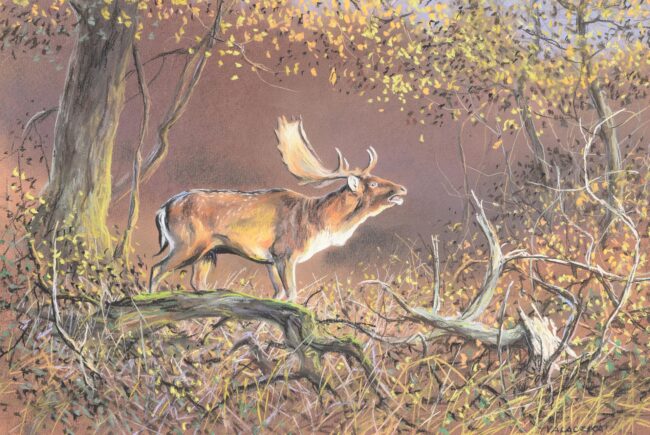 Dámszarvas · Valaczkai Erzsébet · ©OMVK