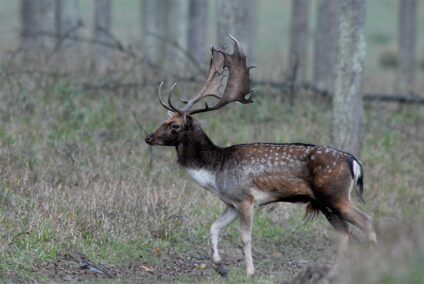 Dámszarvas bika · Blaumann Ödön · ©OMVK