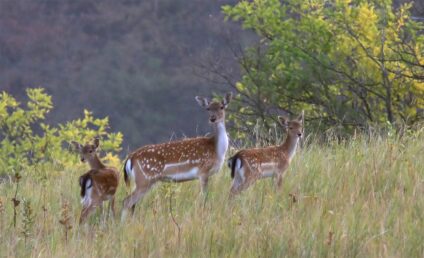 Dámszarvas tehén borjakkal · Utassy György · ©OMVK