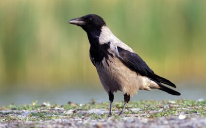 Dolmányos varjú · Dr. Kalotás Zsolt · ©OMVK