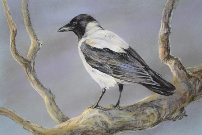 Dolmányos varjú · Valaczkai Erzsébet · ©OMVK