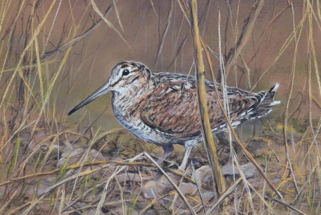 Erdei szalonka · Valaczkai Erzsébet · ©OMVK