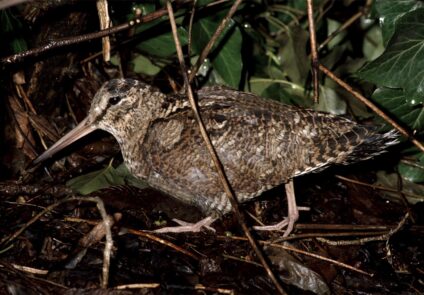 Erdei szalonka · Dr. Kalotás Zsolt · ©OMVK