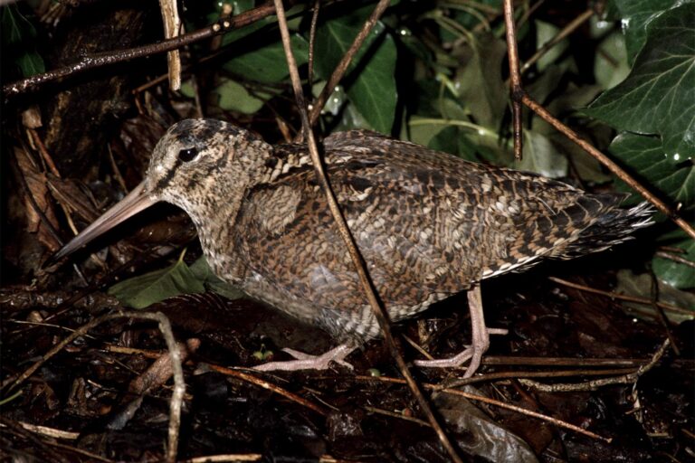 Erdei szalonka · Dr. Kalotás Zsolt · ©OMVK