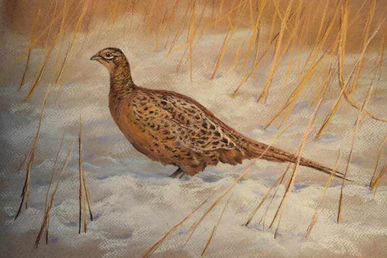 Fácán · Valaczkai Erzsébet · ©OMVK