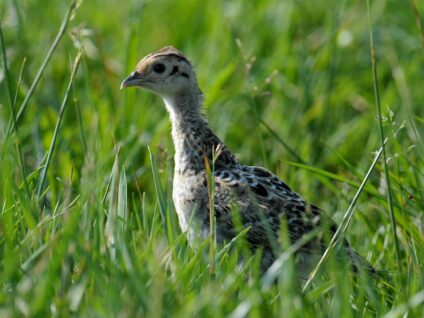 Fácáncsibe · Nimród Vadászújság · ©OMVK