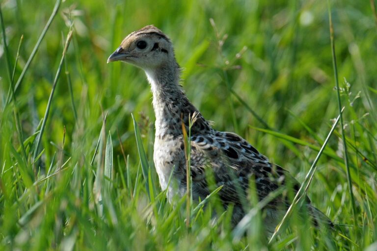 Fácáncsibe · Nimród Vadászújság · ©OMVK