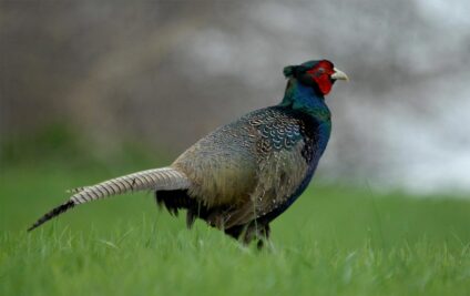 Fácánkakas · Blaumann Ödön · ©OMVK