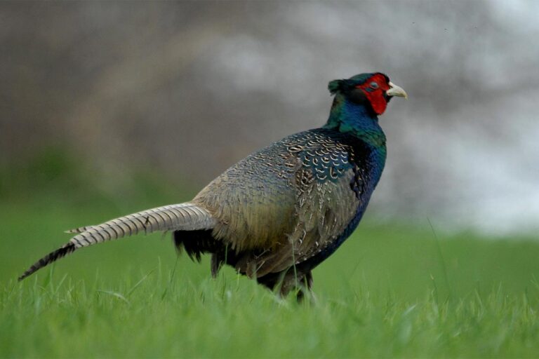 Fácánkakas · Blaumann Ödön · ©OMVK