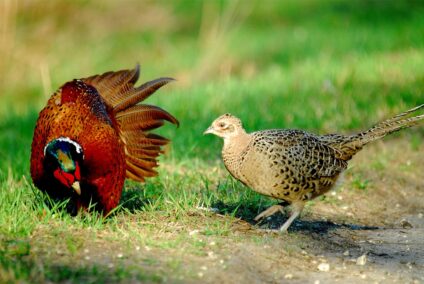 Fácánkakas és fácántyúk · Blaumann Ödön · ©OMVK