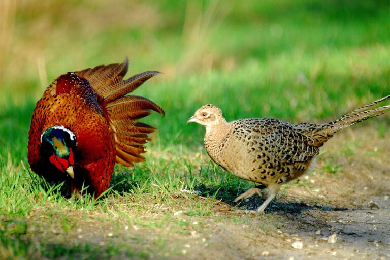 Fácánkakas és fácántyúk · Blaumann Ödön · ©OMVK