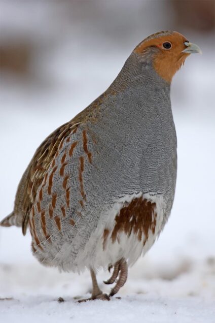 Fogoly · Antli István · ©OMVK