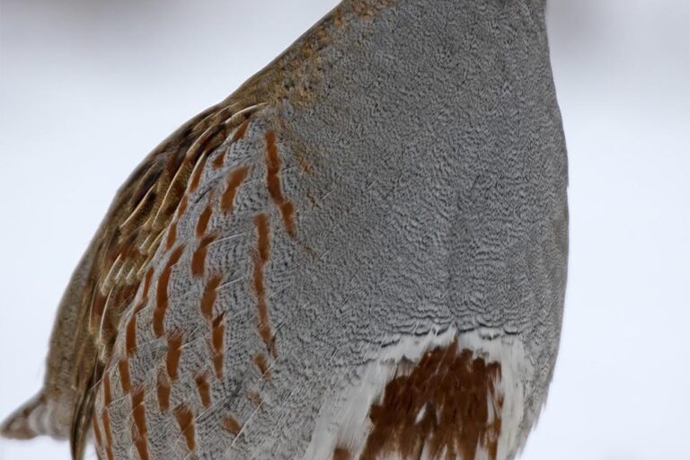 Fogoly · Antli István · ©OMVK