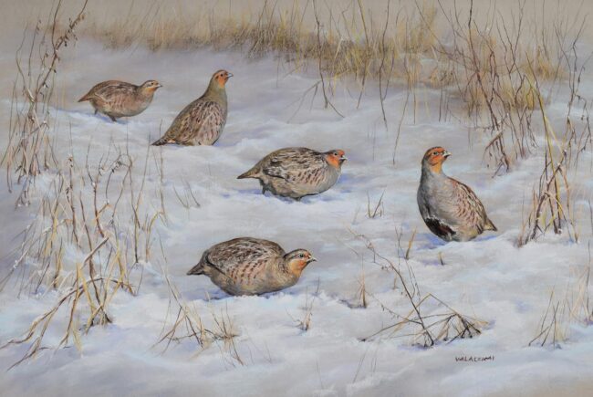 Fogoly · Valaczkai Erzsébet · ©OMVK