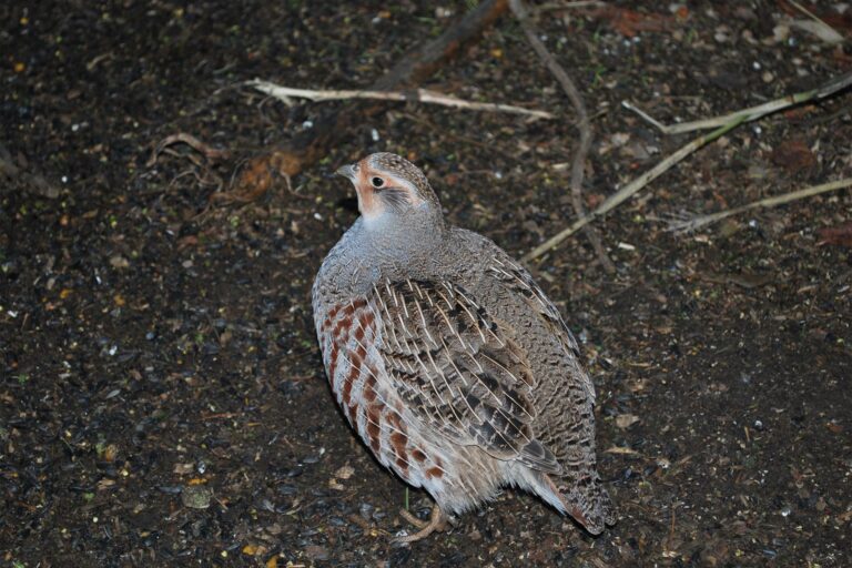 Fogoly · Orbán Henrik · ©OMVK