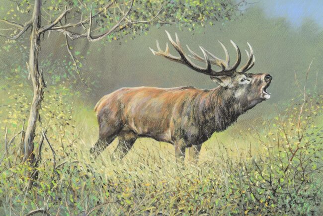 Gímszarvas · Valaczkai Erzsébet · ©OMVK