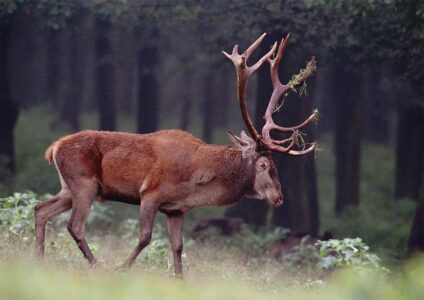 Gímszarvas bika · Blaumann Ödön · ©OMVK