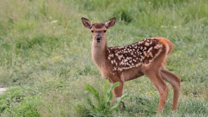 Gímszarvas borjú · Utassy György · ©OMVK