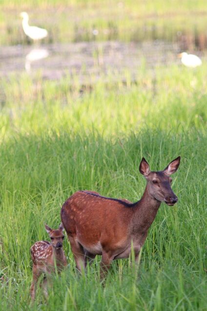 Gímszarvas tehén a borjával · Utassy György · ©OMVK