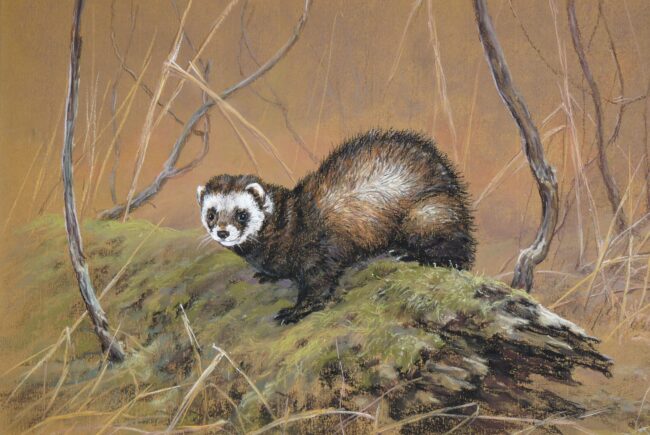 Házi görény · Valaczkai Erzsébet · ©OMVK