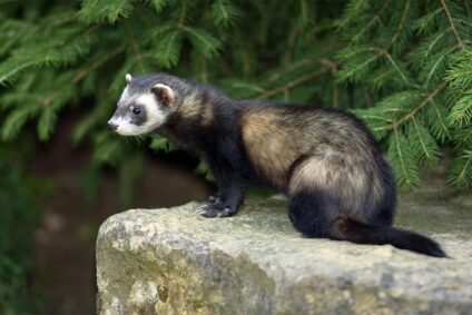 Házi görény · SAFA Képügynökség · ©OMVK