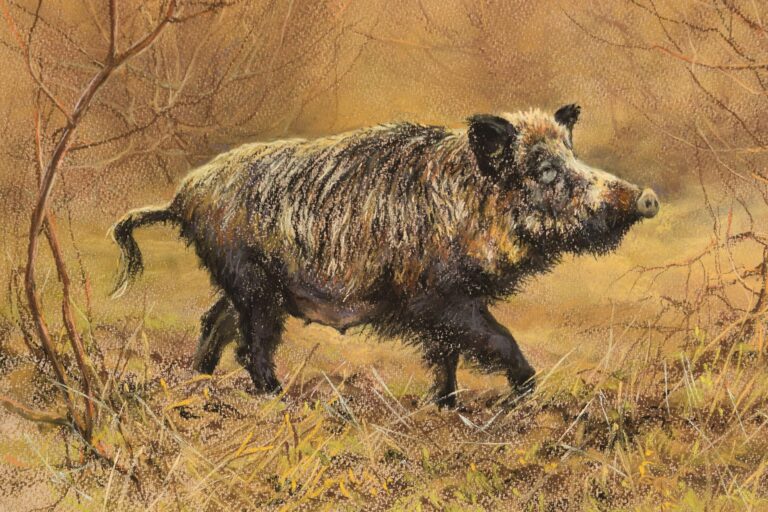 Vaddisznó · Valaczkai Erzsébet · ©OMVK