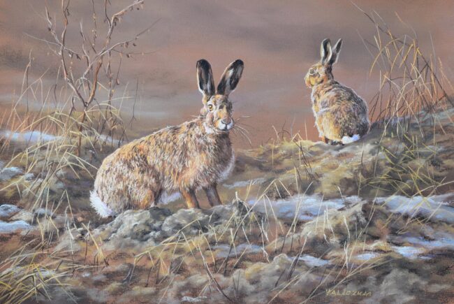 Mezei nyúl · Valaczkai Erzsébet · ©OMVK