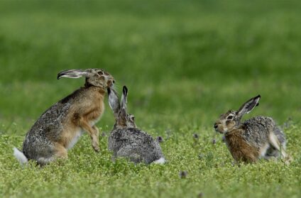 Mezei nyulak · Blaumann Ödön · ©OMVK