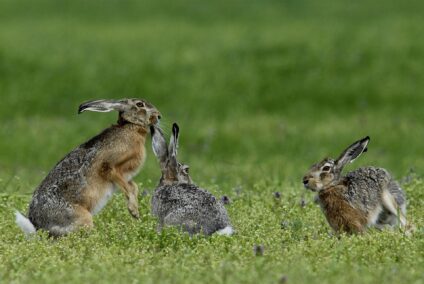 Mezei nyulak · Blaumann Ödön · ©OMVK