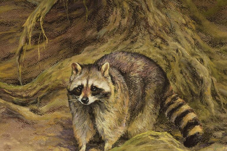 Mosómedve · Valaczkai Erzsébet · ©OMVK