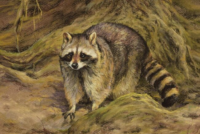 Mosómedve · Valaczkai Erzsébet · ©OMVK