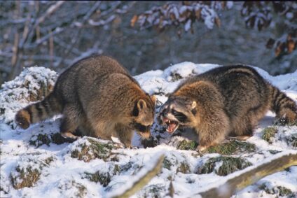 Mosómedve · Nimród Vadászújság · ©OMVK