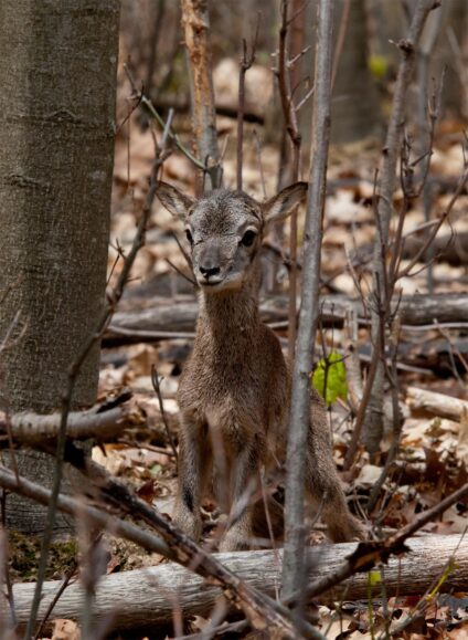 Muflon bárány · Polster Gabriella · ©OMVK