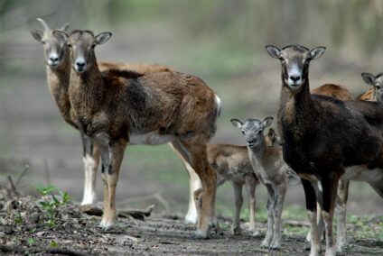 Muflon juh, jerke és bárány · Blaumann Ödön · ©OMVK