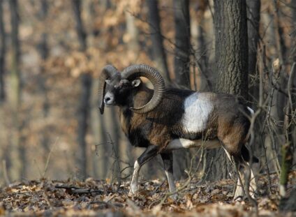 Muflon kos · Blaumann Ödön · ©OMVK