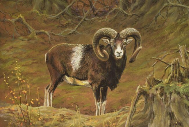 Muflon · Valaczkai Erzsébet · ©OMVK