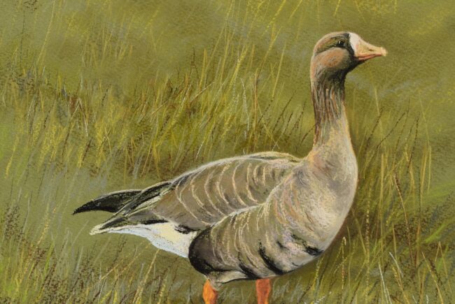 Nagy lilik · Valaczkai Erzsébet · ©OMVK