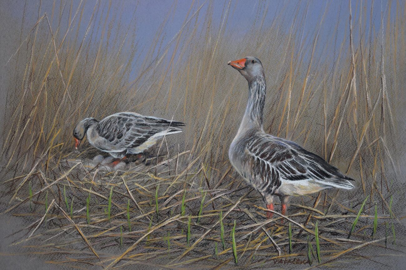 Nyári lúd · Valaczkai Erzsébet · ©OMVK