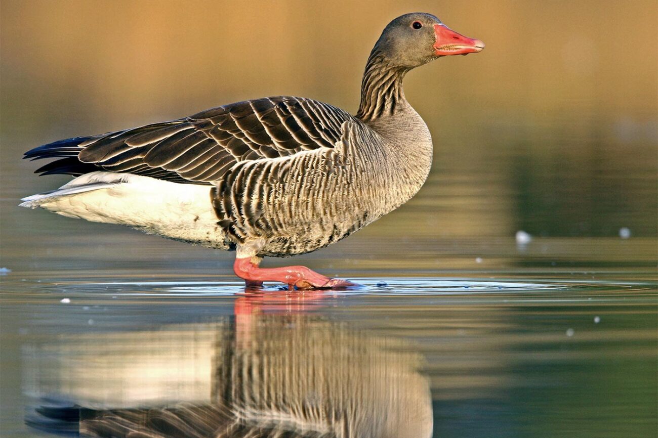 Nyári lúd · Dr. Kalotás Zsolt · ©OMVK