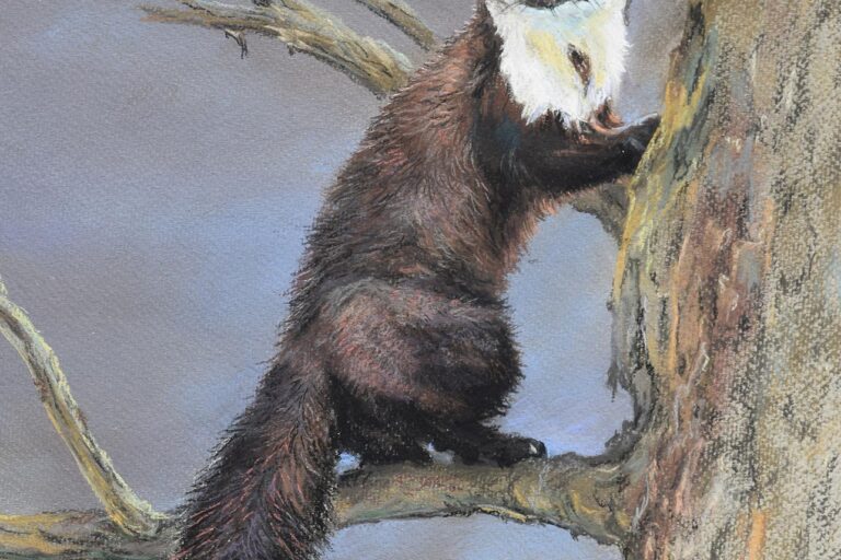 Nyest · Valaczkai Erzsébet · ©OMVK