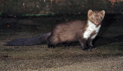 Nyest · Dr. Kalotás Zsolt · ©OMVK