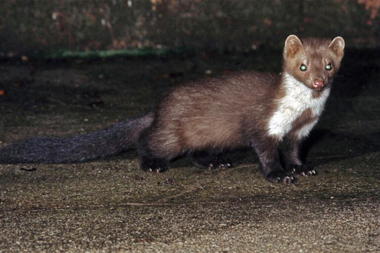 Nyest · Dr. Kalotás Zsolt · ©OMVK